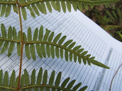 Pteridium caudatum