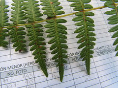 Pteridium caudatum