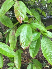 Oxydendrum