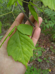 Acer negundo texanum