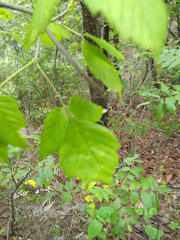 Acer negundo texanum