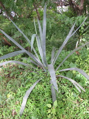 Agave tequilana