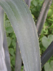 Agave tequilana