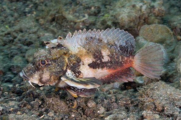 Minous groeneveldi