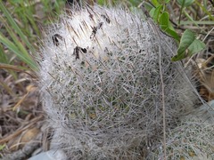 Rapicactus beguinii