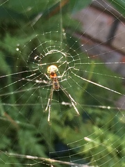 Leucauge argyrobapta image