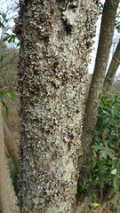 Cussonia spicata