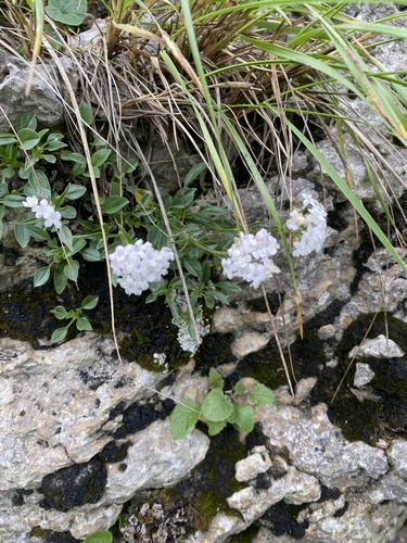 Valeriana saxicola, photograph 1