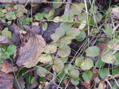 Lysimachia nummularia