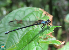 Argia oculata