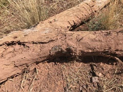 Termitinae
