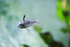 Mikrogeophagus altispinosus