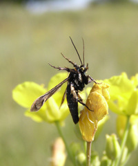 Negotinthia myrmosaeformis