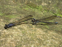 Argia oculata
