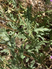 Glandularia wrightii