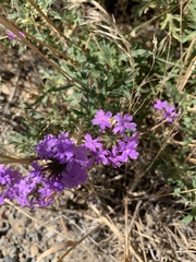 Glandularia wrightii