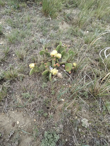 Plains Pricklypear