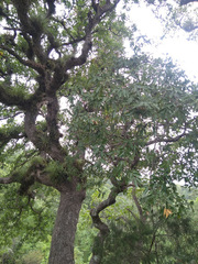 Quercus clivicola