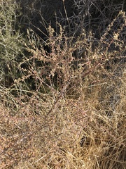 Symphoricarpos longiflorus