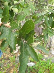 Quercus clivicola