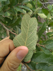 Quercus clivicola