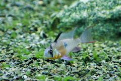 Mikrogeophagus altispinosus