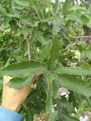 Quercus clivicola