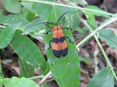 Calopteron reticulatum