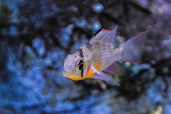 Mikrogeophagus altispinosus