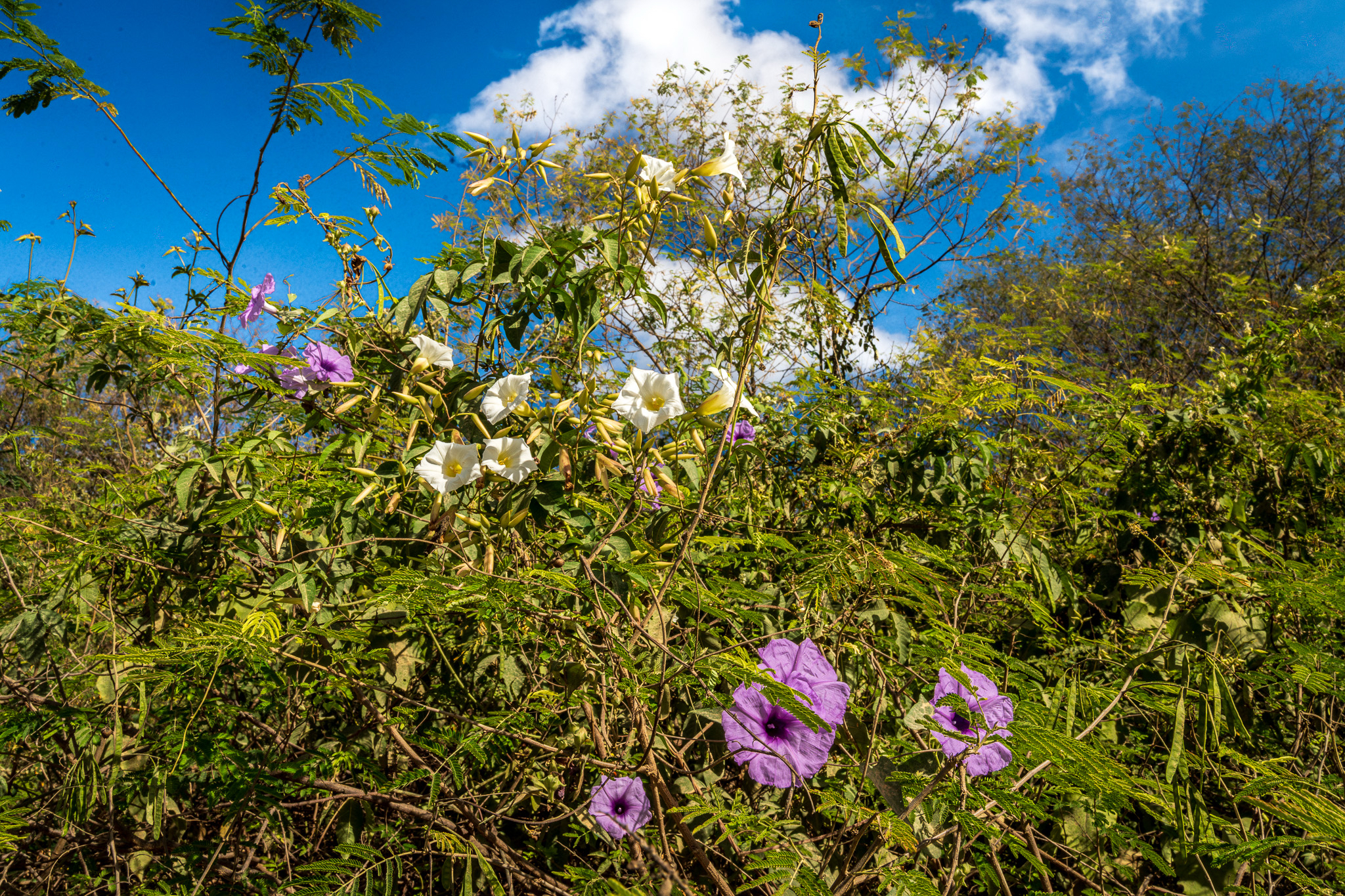 Ipomoea cairica