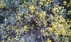 Cineraria huilensis