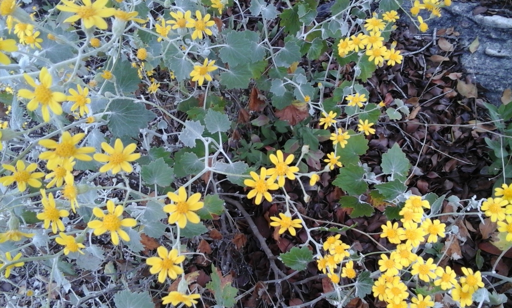 Cineraria huilensis