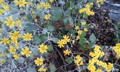 Cineraria huilensis