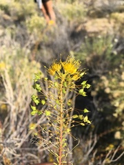 Cleomella plocasperma