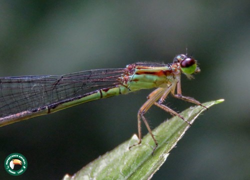 Leptagrion elongatum