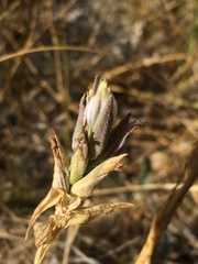 Chloropyron maritimum canescens