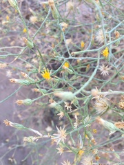 Leucosyris carnosa