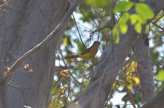 Telophorus sulfureopectus