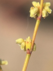 Eriogonum brachyanthum
