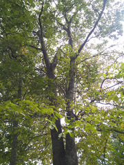 Tilia americana mexicana