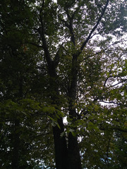 Tilia americana mexicana