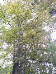 Tilia americana mexicana