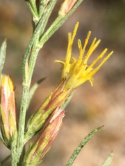 Ericameria parryi