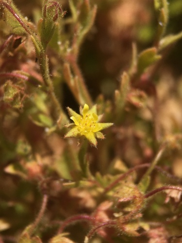 Image of Rock Mousetail (Ivesia saxosa) by (c) Matt Berger, some rights reserved (CC BY)