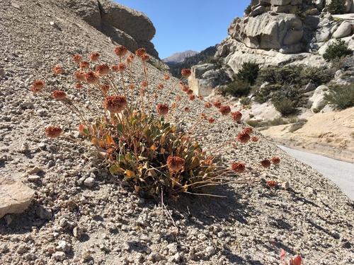 Image of Eriogonum latens by (c) Matt Berger, some rights reserved (CC BY)