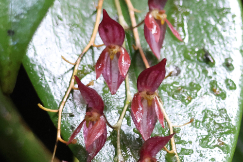 Pleurothallis rowleei, photograph 3