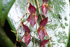 Pleurothallis rowleei, photograph author not stated, no rights reserved
