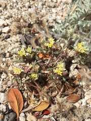 Orochaenactis thysanocarpha