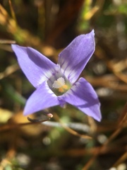 Gentianopsis holopetala