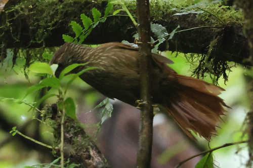 Lineated Foliage-gleaner (Syndactyla subalaris), photo 10